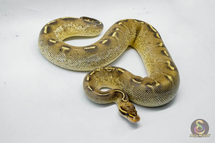 5264 0.1 FREEWAY - Image 2