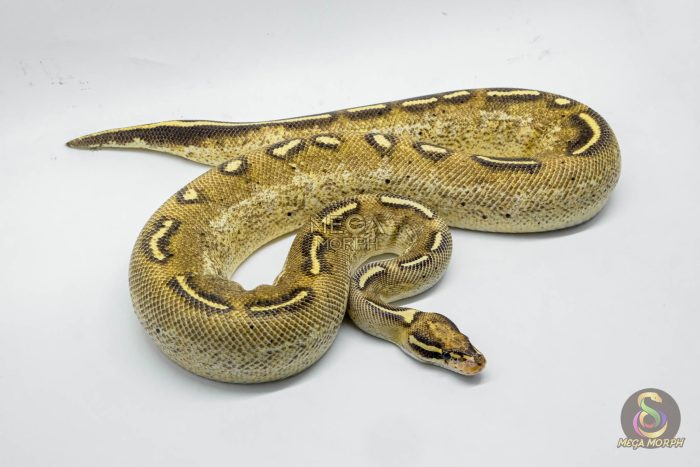 5265 1.0 FREEWAY - Image 2