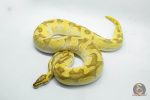 5268 0.1 ENCHI PASTEL BUTTER YELLOW BELLY HET CLOWN