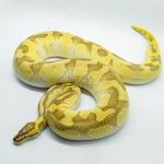 5268 0.1 ENCHI PASTEL BUTTER YELLOW BELLY HET CLOWN