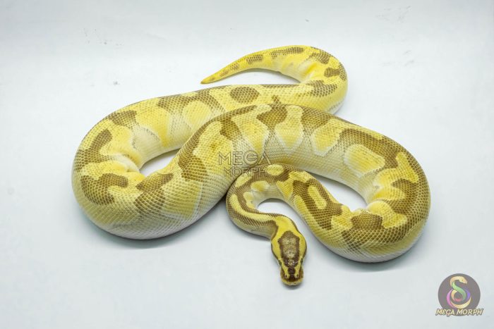 5268 0.1 ENCHI PASTEL BUTTER YELLOW BELLY HET CLOWN - Image 2