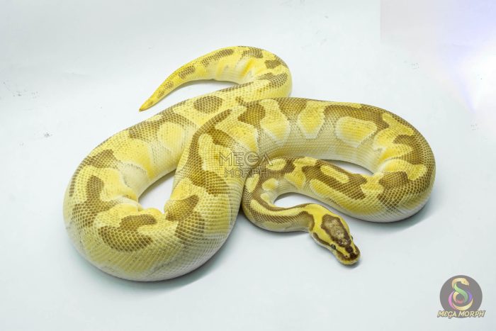 5268 0.1 ENCHI PASTEL BUTTER YELLOW BELLY HET CLOWN - Image 3
