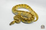 5269 0.1 ENCHI BUTTER YELLOW BELLY HET CLOWN