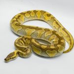 5269 0.1 ENCHI BUTTER YELLOW BELLY HET CLOWN