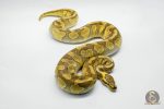 5269 0.1 ENCHI BUTTER YELLOW BELLY HET CLOWN - Image 2