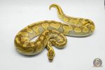5269 0.1 ENCHI BUTTER YELLOW BELLY HET CLOWN - Image 3