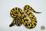 5270 0.1 PASTEL ENCHI YELLOW BELLY HET CLOWN