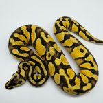 5270 0.1 PASTEL ENCHI YELLOW BELLY HET CLOWN