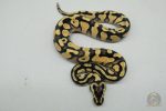 5270 0.1 PASTEL ENCHI YELLOW BELLY HET CLOWN - Image 2