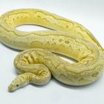 5271 0.1 YELLOW BELLY BUTTER PASTEL CLOWN