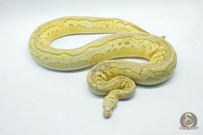 5271 0.1 YELLOW BELLY BUTTER PASTEL CLOWN - Image 2