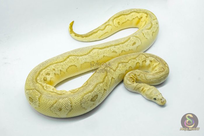 5271 0.1 YELLOW BELLY BUTTER PASTEL CLOWN - Image 3