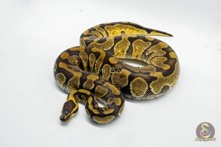 5275 0.1 ENCHI ASPHALT