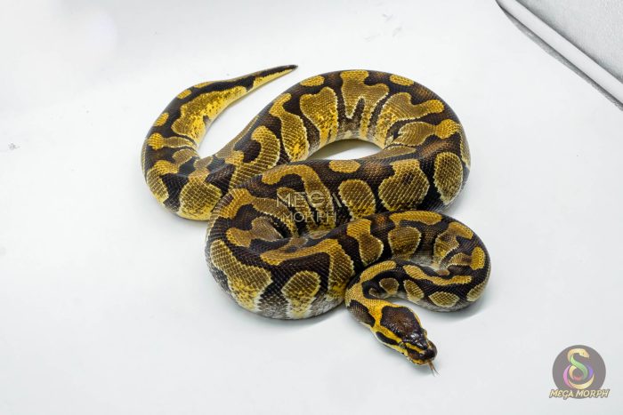 5275 0.1 ENCHI ASPHALT - Image 3