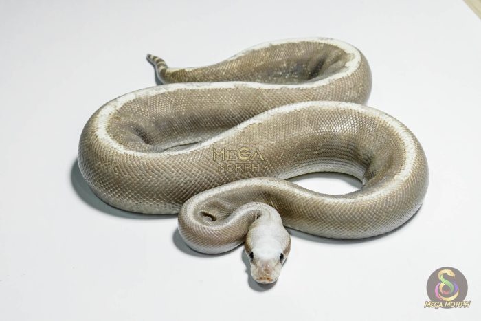 5279 0.1 VANILLA CREAM SUPER GHI - Image 3