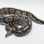 5280 0.1 GHI LEOPARD VANILLA OR FIRE