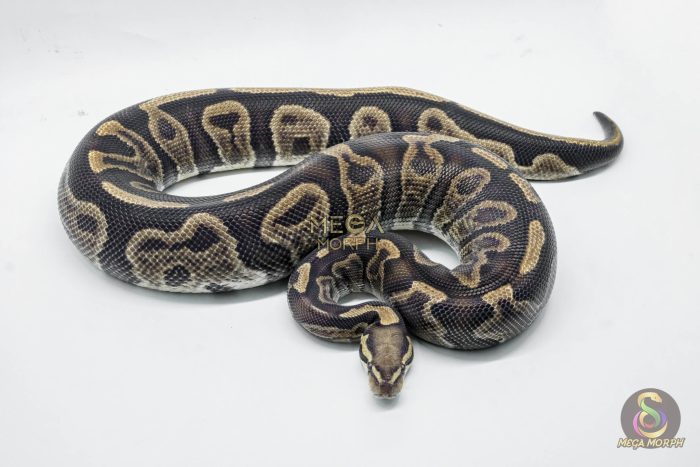 5280 0.1 GHI LEOPARD VANILLA OR FIRE - Image 2