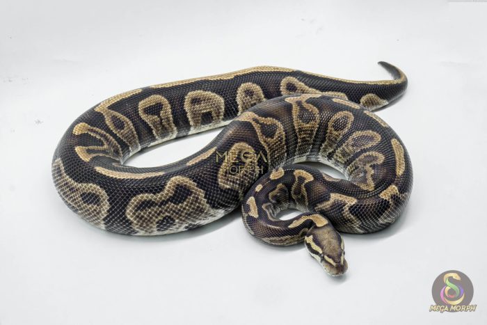 5280 0.1 GHI LEOPARD VANILLA OR FIRE - Image 3