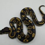 5282 1.0 BLACKHEAD HET CLOWN