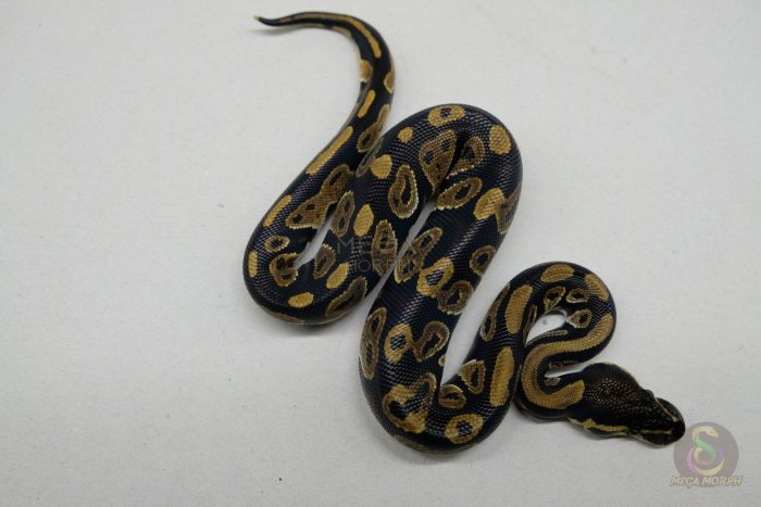 5282 1.0 BLACKHEAD HET CLOWN - Image 2