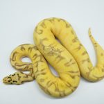 5286 0.1 BUMBLE BEE FREEWAY