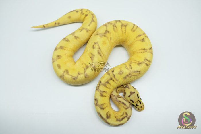 5286 0.1 BUMBLE BEE FREEWAY - Image 2