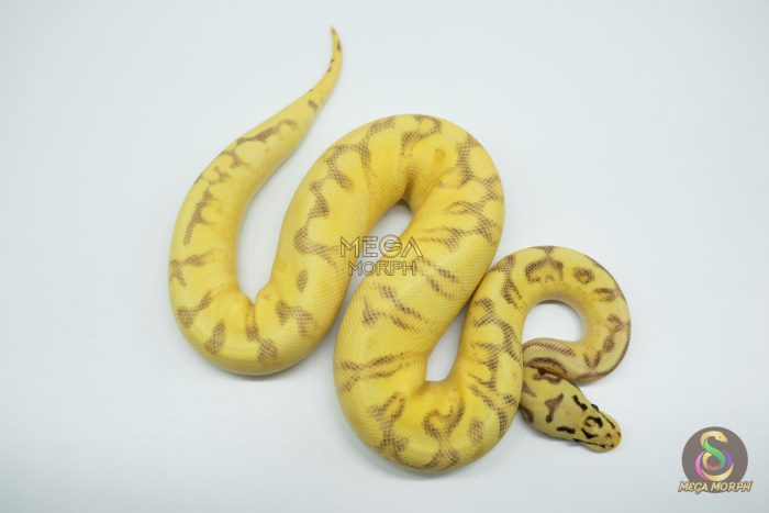 5286 0.1 BUMBLE BEE FREEWAY - Image 3