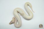 5287 0.1 SUPER ENCHI BLACKHEAD BANANA IVORY