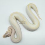 5287 0.1 SUPER ENCHI BLACKHEAD BANANA IVORY