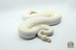 5287 0.1 SUPER ENCHI BLACKHEAD BANANA IVORY - Image 2