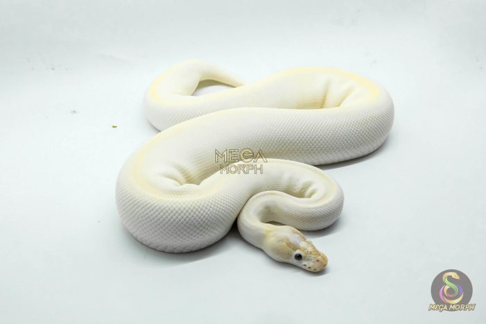 5287 0.1 SUPER ENCHI BLACKHEAD BANANA IVORY - Image 2