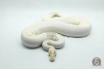 5287 0.1 SUPER ENCHI BLACKHEAD BANANA IVORY - Image 3