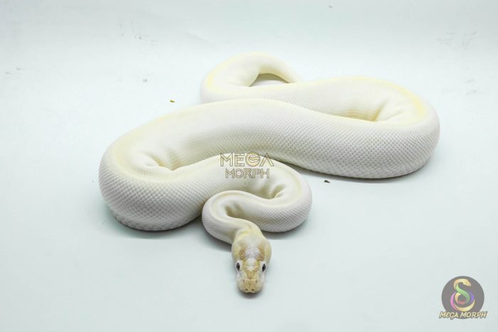 5287 0.1 SUPER ENCHI BLACKHEAD BANANA IVORY - Image 3
