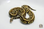 5289 1.0 PASTEL LEOPARD GHI BLACKHEAD VANILLA OR FIRE