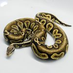 5289 1.0 PASTEL LEOPARD GHI BLACKHEAD VANILLA OR FIRE