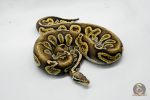 5289 1.0 PASTEL LEOPARD GHI BLACKHEAD VANILLA OR FIRE - Image 2