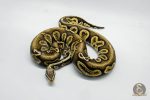 5289 1.0 PASTEL LEOPARD GHI BLACKHEAD VANILLA OR FIRE - Image 3