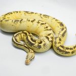 5291 1.0 PASTEL SUPER GRAVEL