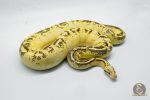 5291 1.0 PASTEL SUPER GRAVEL - Image 2