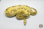 5291 1.0 PASTEL SUPER GRAVEL - Image 3