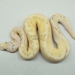 5292 0.1 BUMBLEBEE FIRE FREEWAY