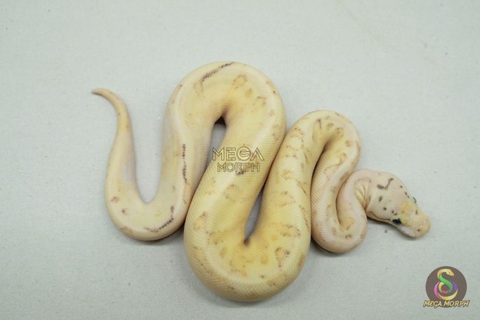 5292 0.1 BUMBLEBEE FIRE FREEWAY - Image 2