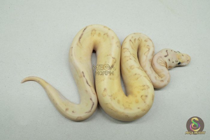 5292 0.1 BUMBLEBEE FIRE FREEWAY - Image 3