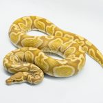 5293 1.0 GHI ULTRAMEL