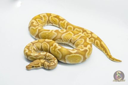 5293 1.0 GHI ULTRAMEL