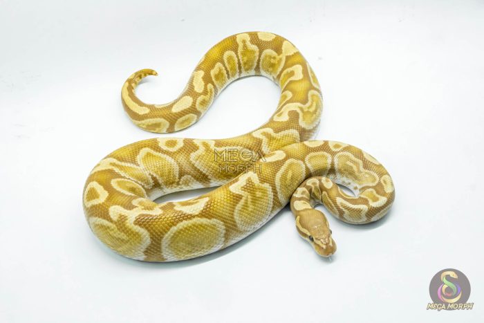 5293 1.0 GHI ULTRAMEL - Image 2