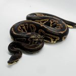 5294 0.1 PASTEL LEOPARD BLACKHEAD POSSIBLE GHI