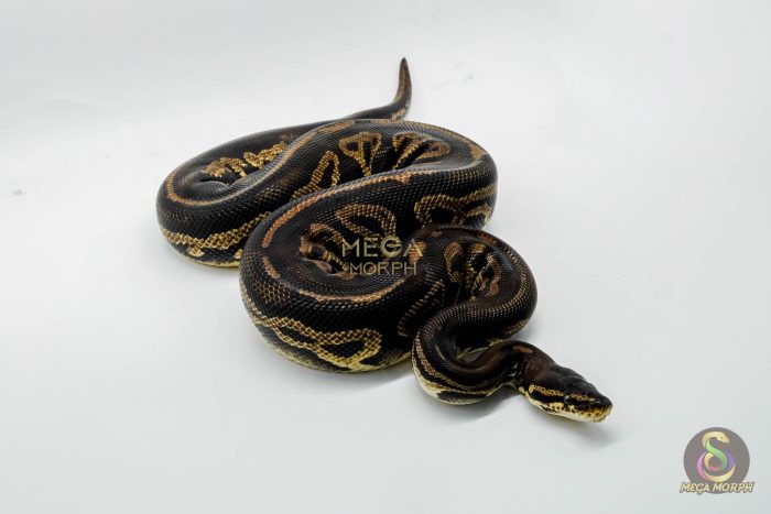 5294 0.1 PASTEL LEOPARD BLACKHEAD POSSIBLE GHI - Image 2