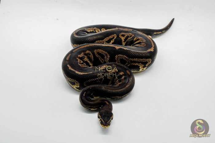 5294 0.1 PASTEL LEOPARD BLACKHEAD POSSIBLE GHI - Image 3