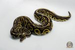 5295 0.1 PASTEL LEOPARD BLACKHEAD GHI